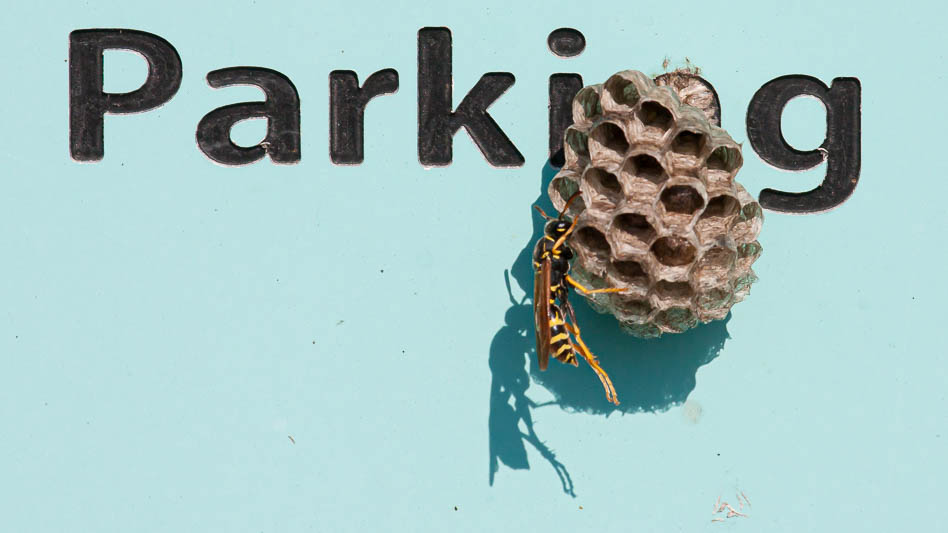 Polistes gallicus (Paper Wasp).jpg
